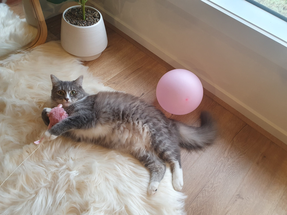 Misu caught playing around
