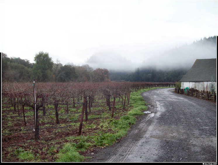 A vineyard near Santa Rosa related to Stacey's work