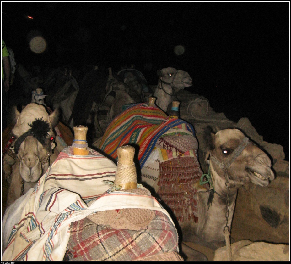 Camels on Mt Sinai