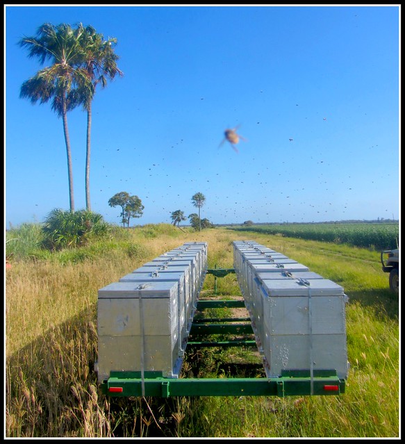 Some of my beehives near Bundaberg