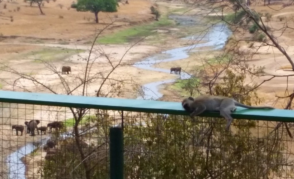 Lazy monkeys in Tanzania